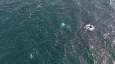 Kambur Balinalar, Megaptera novaeangliae, İrlanda Donegal Körfezi 'nde saldırıyor..