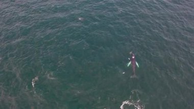 Kambur Balinalar, Megaptera novaeangliae, İrlanda Donegal Körfezi 'nde seyahat ve esinti.