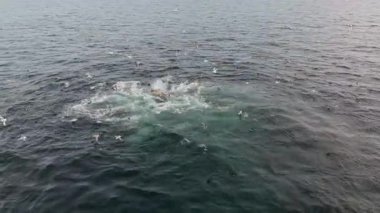 Donegal Körfezi, İrlanda 'da beslenen sıradan yunusların hava görüntüsü.