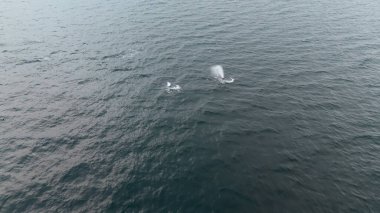 Balaenoptera physalus, Donegal Bay, İrlanda 'da avlanan iki yüzgeçli balina görüntüsü..