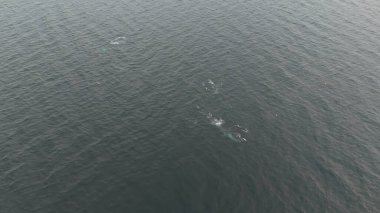 Balaenoptera physalus, Donegal Bay, İrlanda 'da avlanan iki yüzgeçli balina görüntüsü..