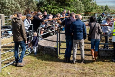 MEENACİS, İKİNCİ DONEGAL, İRELAND - 4 AĞUSTOS 2025: İnek bölümünün katılımcıları Meencross Tarım Fuarı 'nın tadını çıkarıyorlar.