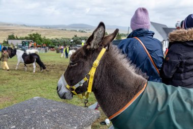MEENAŞ, İKİNCİ DONEGAL, İRELAND - 4 AĞUSTOS 2025: Bir eşek bile Meencross Tarım Fuarı 'nda yer alıyor.