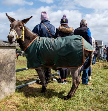 MEENAŞ, İKİNCİ DONEGAL, İRELAND - 4 AĞUSTOS 2025: Bir eşek bile Meencross Tarım Fuarı 'nda yer alıyor.