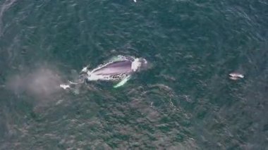 Kambur Balinalar, Megaptera novaeangliae, İrlanda Donegal Körfezi 'nde saldırıyor..