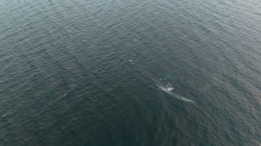 Balaenoptera physalus, Donegal Bay, İrlanda 'da avlanan iki yüzgeçli balina görüntüsü..