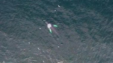 Kambur Balinalar, Megaptera novaeangliae, İrlanda Donegal Körfezi 'nde saldırıyor..