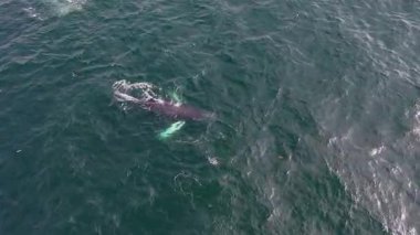 Kambur Balinalar, Megaptera novaeangliae, İrlanda Donegal Körfezi 'nde seyahat ve esinti.