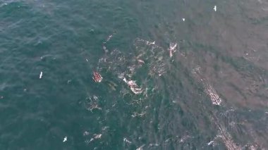 DONEGAL, IRELAND - 24 Ağustos 2025: Derin Mavi, mavi yüzgeçli orkinos ve yunuslara ekipman çekiyor.