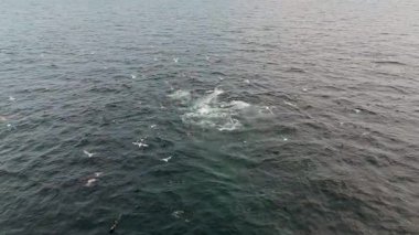 İrlanda 'nın Donegal Körfezi' nde mavi yüzgeçli ton balığıyla beslenen sıradan yunusların hava görüntüsü.