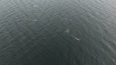 Balaenoptera physalus, Donegal Bay, İrlanda 'da avlanan iki yüzgeçli balina görüntüsü..