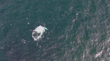 Kambur Balinalar, Megaptera novaeangliae, İrlanda Donegal Körfezi 'nde seyahat ve esinti.