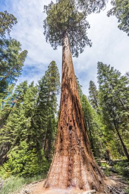 Giant Sequoia trees clipart