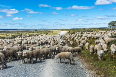 Tierra del Fuego yolda koyun sürüsü