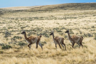Pampa üç meraklı guanaco lamalar