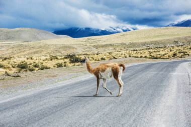 Yolda meraklı guanaco lama