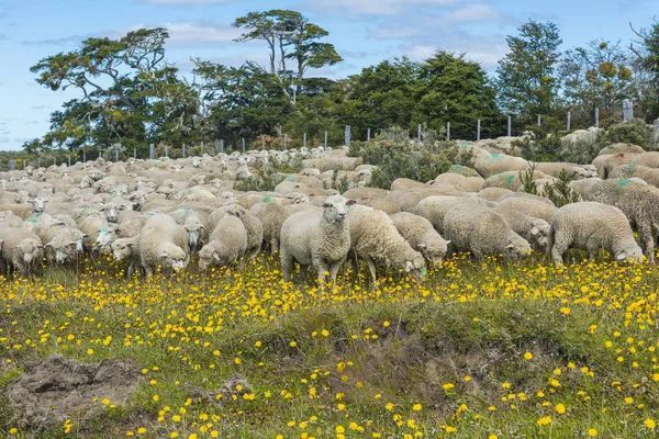 Rebanho de ovelhas em Tierra del Fuego — Fotografia de Stock