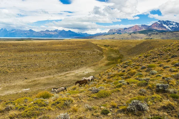 Cavalli nelle pianure della Patagonia — Foto Stock