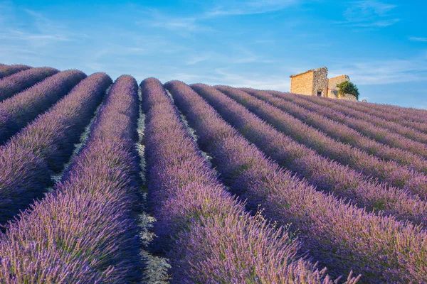 Lavender Provence — Stockfoto