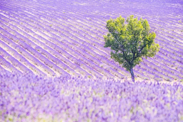 Champ et arbre de lavande — Photo