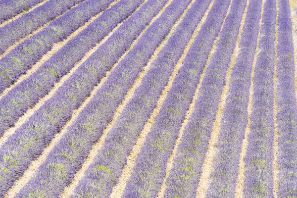 Lavendelveld — Stockfoto
