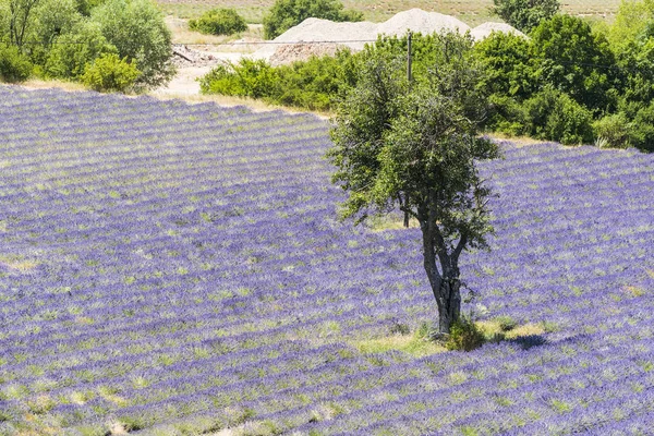 Lavendelfeld und Baum — Stockfoto