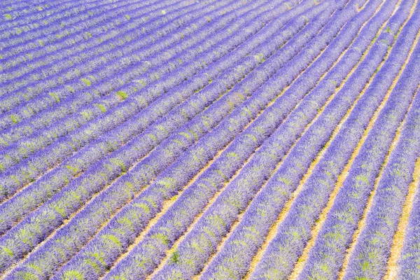 Campo de lavanda — Fotografia de Stock