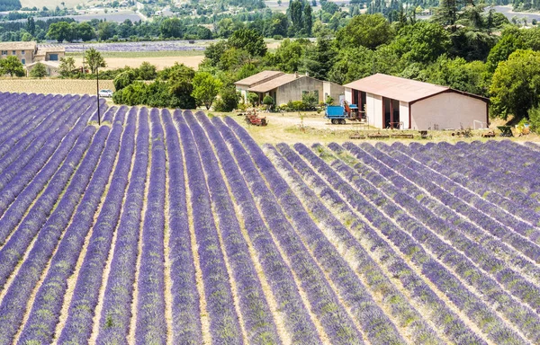 Lavendel Provence — Stockfoto