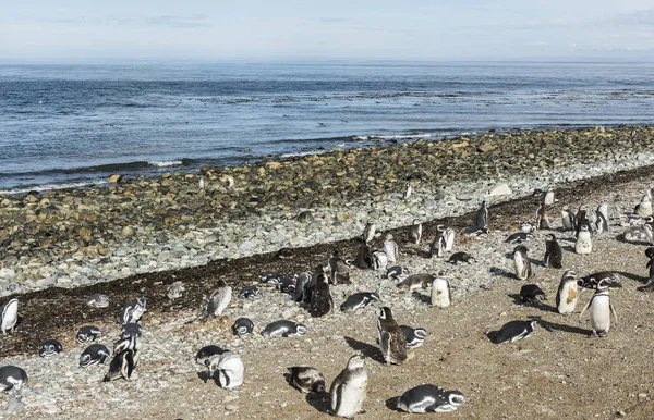 Magellanic penguins leaving the sea on Magdalena island in Chile — Stock Photo, Image