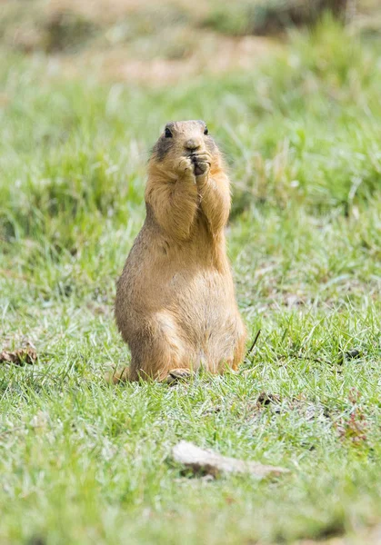 Cão da pradaria em Bryce Canyon — Fotografia de Stock