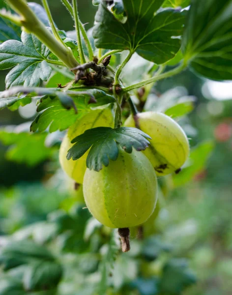 Gooseberry — Stock Photo, Image