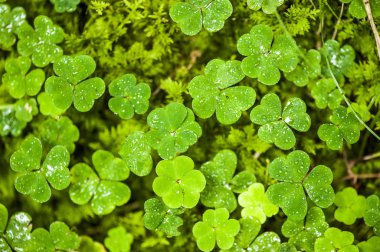 Çiy ile yonca şeklinde oxalis