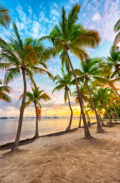 Anse Chamapgne — Foto de Stock