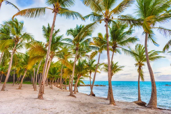 Anse Chamapgne-stranden i Guadeloupe – stockfoto