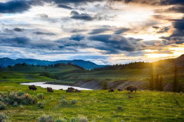 Usa 'daki Yellowstone Ulusal Parkı' nda Bufalolar