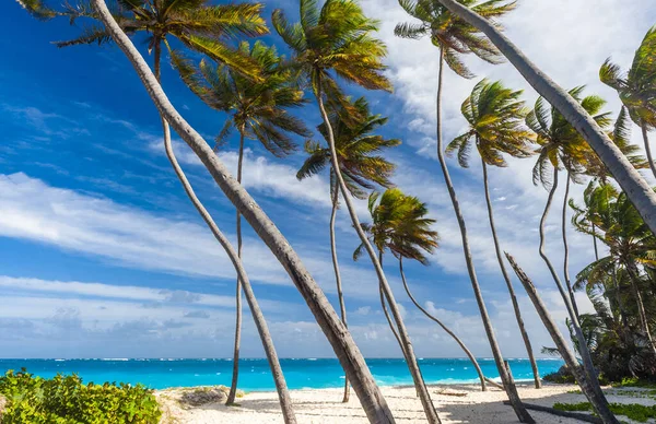 Bottom Bay Una Las Playas Más Bellas Isla Caribeña Barbados —  Fotos de Stock