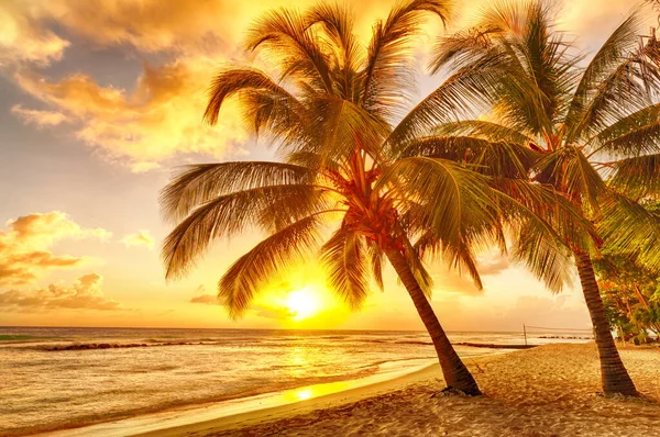 バルバドスのカリブ海の島の白いビーチでヤシの木を眺めながら海の上に美しい夕日 ストック写真
