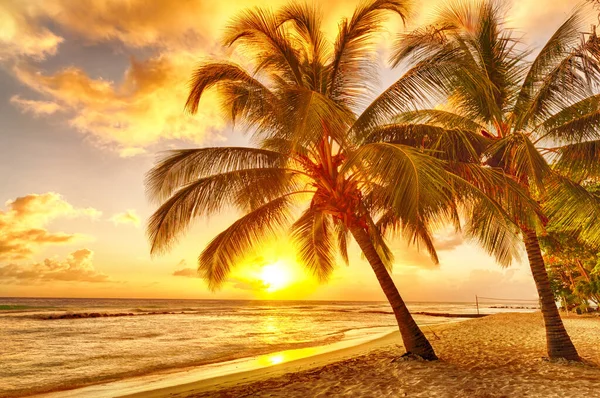 Beau Coucher Soleil Sur Mer Avec Vue Sur Les Cocotiers Image En Vente