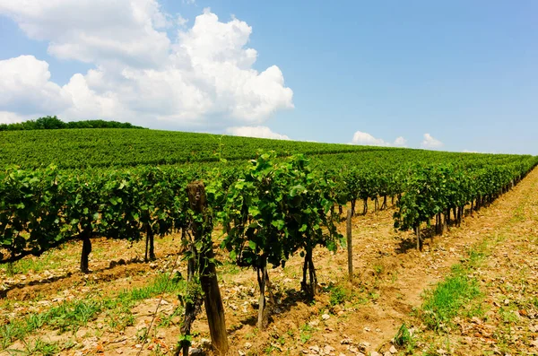 Sur Des Nombreux Vignobles Tokai Hongrie — Photo