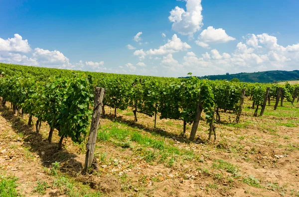 Wielu Winnicach Tokai Węgry — Zdjęcie stockowe