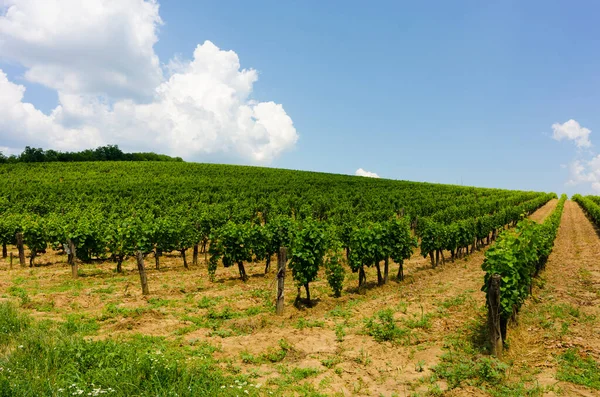 Sur Des Nombreux Vignobles Tokai Hongrie — Photo