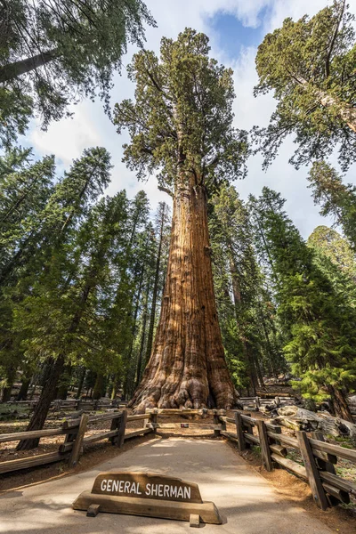 シャーマン将軍の巨大なセコイアの木 セコイアオスギ 米国カリフォルニア州のセコイア国立公園は 地球上最大の木 — ストック写真