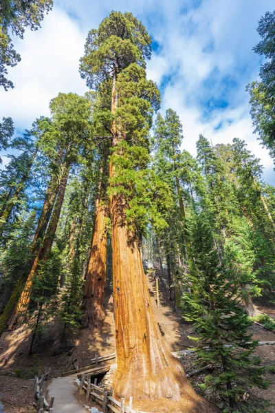 Секвоядендрон Гігантський Дерев Sequoiadendron Giganteum Національний Парк Секвойя Каліфорнія Сша — стокове фото