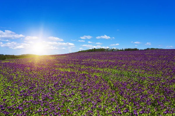 Квітучі Квіти Фіолетового Маку Papaver Somniferum Поле Пагорбі Сонцем Сяє — стокове фото