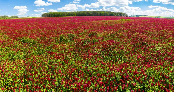 Panoramic Photo Red Blooming Crimson Clover Field Trifolium Incarnatum Forest — Stock Photo, Image
