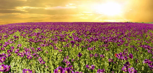 落日时分 在山上开着紫色罂粟 Papaver Somniferum 的花朵 全景照片 — 图库照片