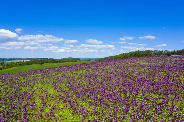 Ανθισμένα Λουλούδια Του Μωβ Παπαρούνας Papaver Somniferum Τομέα Ένα Λόφο — Φωτογραφία Αρχείου