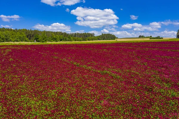 Červeně Kvetoucí Karmínové Pole Jetele Trifolium Incarnatum Lesem Vzadu — Stock fotografie