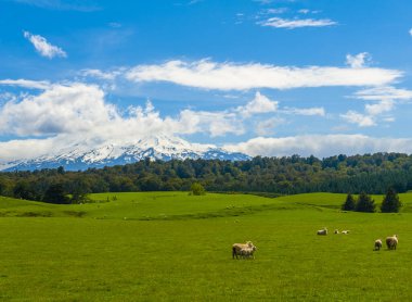Yeni Zelanda 'nın güzel manzarası. Yeşil otlarla kaplı tepeler. Güçlü bir volkan dağı olan koyun sürüleri. Ruapehu karla kaplıydı. Yeni Zelanda