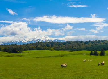 Beautiful landscape of the New Zealand - hills covered by green grass with herds of sheep with a mighty volcano Mt. Ruapehu covered by snow behind.  New Zealand clipart